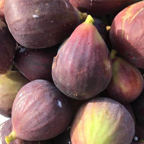 Harvested lots of figs!