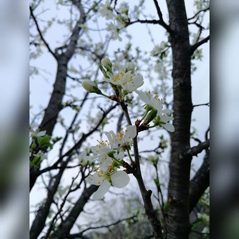 В радиусе 100км только непроходимая тайга, причём по-своему красивая, а я все яблони фотографирую 😂
А что, это тоже по-своему прекрасное зрелище, природа постепенно и неспеша начинает показывать свою настоящую красоту😍🍏
.
.
.
.
.
#москва #рязань #рязанскаяобласть #м5 #отдых #отпуск #выходной #выходные #майские #майскиепраздники #красота #прекрасное #природа #лес #парк #тайга #яблоня #яблоки #цветение