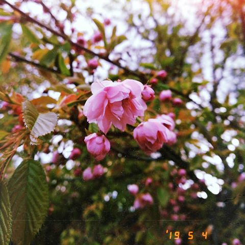 Японцы, ежегодно созерцая за красотой этого удивительного растения и глядя на недолговечность его цветения, размышляют о том, что прекрасное не вечно, а жизнь быстротечна и хрупка...
.
.
.
#сакура #весна #цветение #мойленинград #санктпетербург #городсказка #городмечта #ярко #люби #живи #твори #чувствуй #момент #твоядевочкалуна #подворотнидуши