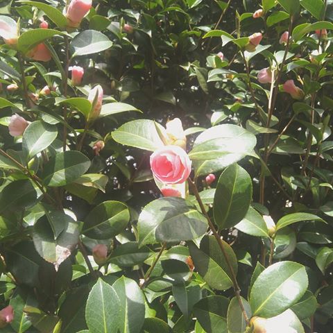 Spring blooms 🌸
.
.
.
.
#spring #springblooms #flower #roses #rose #outdoorplant #garden #gardening #rosebush #sunshine #prettyplant #prettycolour #pastel #pastelcolours #wallpaper #instaplants #instagood #bloom #lovely #loveplants #plantsaddict #girlswithplants #plantmama #plantparenthood
