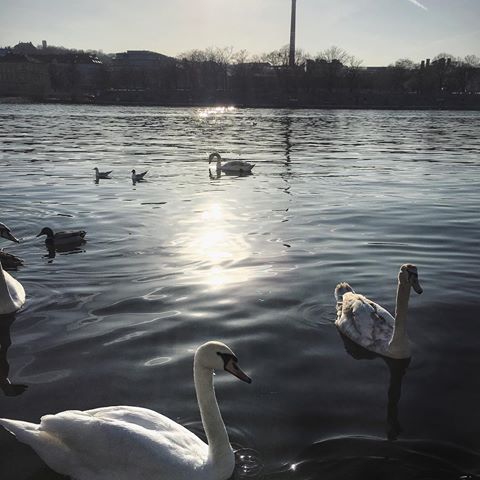 ♥️ #swan #prague #cigno #natureperfection #riverside #vltava #sunset #iphonephotography #birdsofinstagram #reflections #sunsetlovers #tramonti