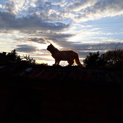 #sunset #sundown #cat #catshadow #happynow