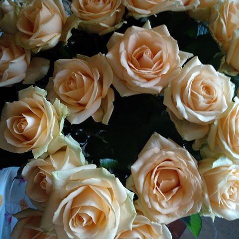 Я не фанат фотографировать подаренные букеты, но тут не удержалась. Розы на третий день распустились и выглядят неимоверно :))
#букет #розы