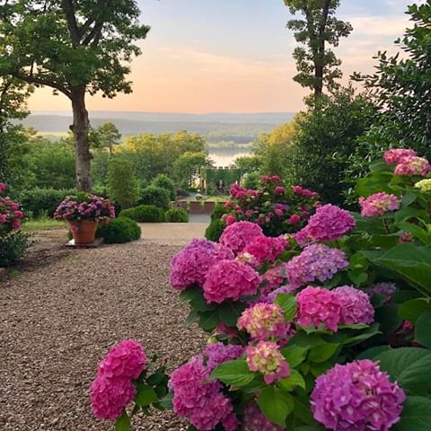 What's better than a gorgeous view of hydrangeas? A gorgeous view of hydrangeas on a Friday 😍 Hydrangea allée designed by @pallensmith at @mossmountainfarm #bhgflowers