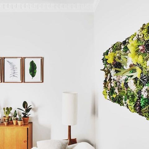 Reposting @biofilico:⠀
...⠀
"Our #CasaBiofilico living room plays host to a corner of air-purifying #plants such as  this petite ‘ZZ’ from @alblancatelier and mini cacti from @espaijoliu offset by a bespoke piece of floral wall art by the talented ladies at @flowersbybornay and a series of #botanical leaf paintings by @dollybirdsart above a vintage Danish sideboard in teak wood. #Wellness lighting systems are set to an automatic timer to recreate sunlight each morning and then fade out slowly after sunset in order not to disrupt the body clock. #Biohacking the home in style, that's what we do best!⠀⠀
⠀⠀
#biophilia⠀⠀
#biophilicdesign⠀⠀
#biofilico⠀⠀
#biofilia⠀⠀
#greenliving⠀⠀
#greendecor⠀⠀
#greenwalls⠀⠀
#verticalgarden⠀⠀
#greenoffice⠀⠀
#greenery⠀⠀
#hospitalitydesign⠀⠀
#instainterior⠀⠀
#healthandwellness⠀⠀
#plantsofinstagram⠀⠀
#interiorplants⠀⠀
#greendesign⠀⠀
#indoorgarden⠀⠀
#plantsagram⠀⠀
#plantspiration⠀⠀
#urbanforest⠀⠀
#plantsmakepeoplehappy⠀⠀
#plantlover⠀⠀
#plantsplantsplants⠀⠀
#plantsmakemehappy"