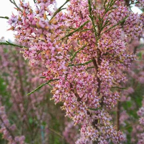 #кустарник #цветы #макро #куст #май #весна #природа #розовый #цветы