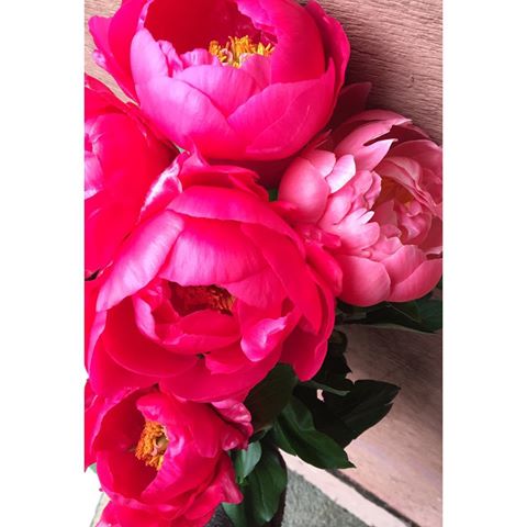 Ces merveilles !!! La saison des pivoines est de retour et on adore ça ! 🥰🌺
#nofilter #fleurs #flowers #fleuriste #florist #pivoine #peonies #saison #fleursdesaison #designfloral #designerfloral #bouquetdefleurs #bouquet #plaisir #mariage #decoration #flowerstagram #flowersmood #flowersinspiration #withflowers #bloom #bloomy #blossom #weekend #cannes #provencealpescotedazur #frenchriviera