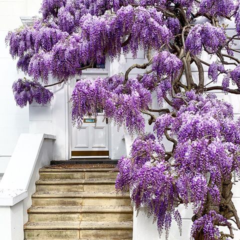When I thought I couldn’t find a new wisteria, this beauty came out of nowhere. Can you believe #thisislondon Wisteria overtake continues. I hope you don’t mind... #ritafarhifinds