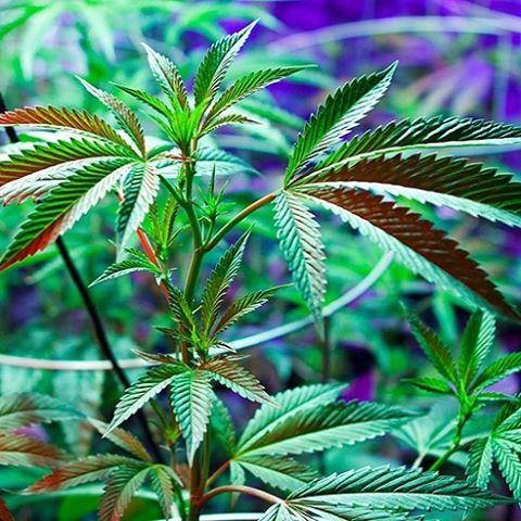 Plant indoor need our @vanqled.us 
#indoors #LED #cannabis #light #led #spectrum #greenhouse #indoorplant #lamp #plant #growlight #hydroponic #ledchip #vanq #flowers #indoorgarden #ledplantlight