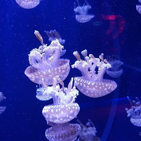 Красивые твари, когда за стеклом)) есть там и относительно опасные🤪🤪 #медузы #киев #музеймедуз