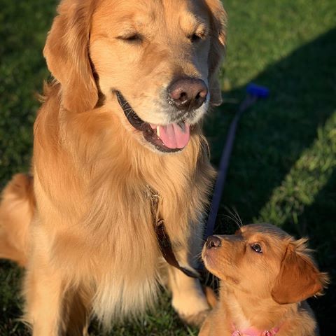 “And this is how you enjoy golden hour baby cousin” - Marshall
.
.
.
‭ #dog #puppy #pup #cute #dogs_of_instagram #pet #petstagram #dogsitting #dogsofinstagram #ilovemydog #instagramdogs #dogstagram #dogoftheday #lovedogs #lovepuppies #hound #adorable #instapuppy #instadog #goldenretriever #retriever #golden #goldenretrieversofinstagram #mustlovedogs #retrievers #ducktoller #tollersofinstagram #toller #marshallandpoppy #tollerpuppy