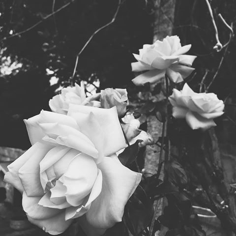 #rose 🌹
•
•
•
•
•
•
•
•
•
•
•
•
•
• #rose #blackandwhite #beautiful #black #white #one #onepic #one #🌹 #🌹🌹🌹