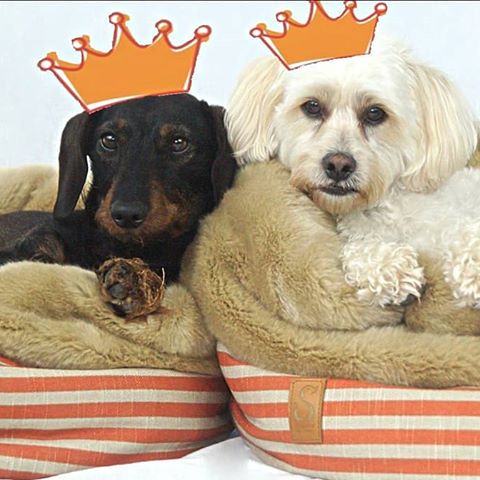 HAPPY #KINGSDAY
Keep Calm and be a King for a Day in the perfect #lazy and #comfy dogbed.
#kingsdaydog #koningsdag #dogsofinstagram #dachshund #dachshudlove #dachshundofinstagram #sausagedog #teckel #maltipoo #dogmilk #vtwonen #design #interiordesign #elleliving #homeinterior #dogbed #sausagedogcentral #STUDIOSIF