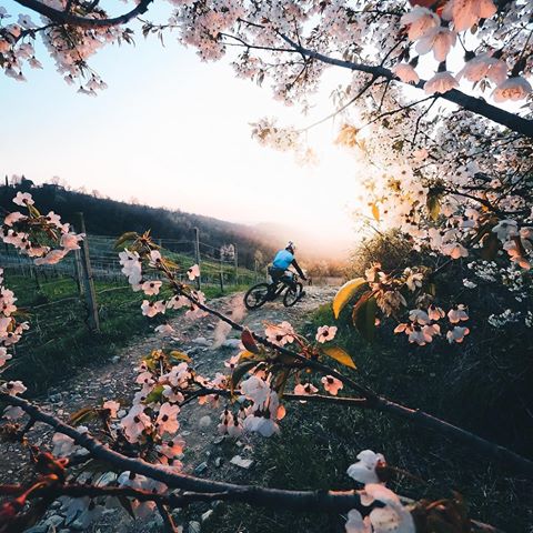 Photo of the Day: Blossoms, biking + a sunset. Solid week end with @fontanaprorider + #GoProFamily member @simonearmanni.
•
•
•
Shot on #GoProHERO7 Black 📷 @GoProIT #GoProIT #GoProMTB #GoPro #SundayFunday #MTB #🌸
