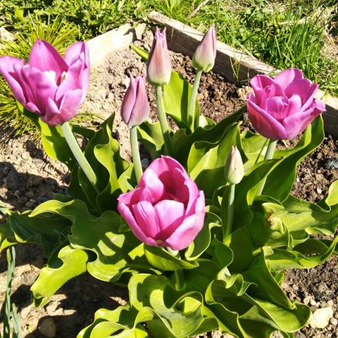 #тюльпаны #tulips