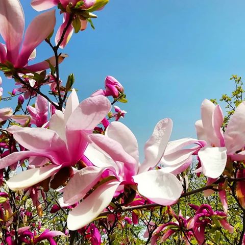 Pink clouds in the sky, la-la-la-la-la🌺😌🙌🏻
.
.
.
#spring #flowers #garden #bloom #magnolia #bloomingmagnolia #beautiful #nature #inspiration #goodvibes #pink #sky #sunnyday #магнолии #природа #красота #сад #цветение #цветущаямагнолия #весна #розовый