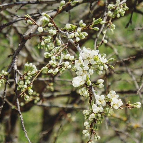 💮🌸🌺💮🌸🌺💮🌸🌺
#природа #весна #май #цветение #слива #сад #макро #видизокна
#nature #spring #may #bloom #blossom #plum #tree #green #garden #macro #photo #photogram #photooftheday