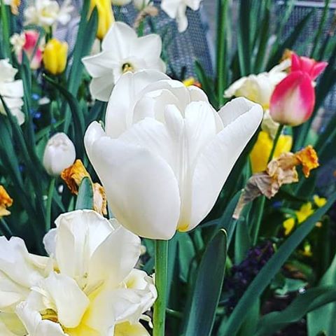 Photo by @panathinaikos.girl  ich liebe dich #flower #tulip #flora #garden #Easter #nature #floral #leaf #petal #blooming #bulb #summer #season #bouquet #husk #vibrant #field #bright