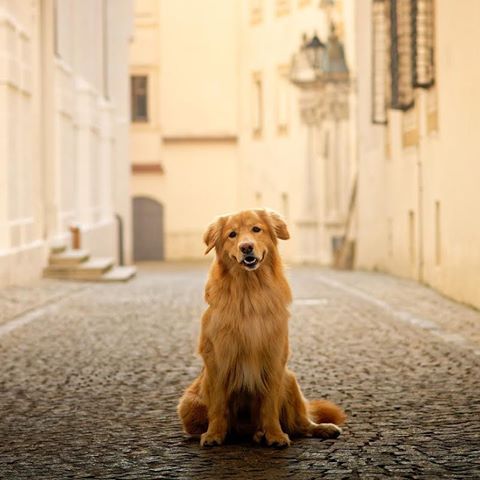 “I’m going  in a stroll in Passau. Want come with me?” writes @hovawart_odo 
#dogsofinstagram