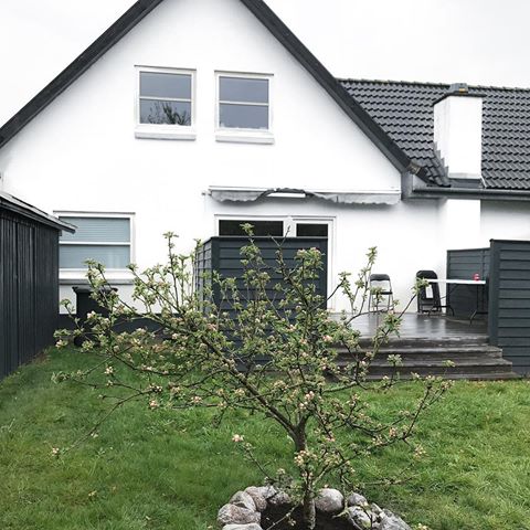 Har piftet vores æbletræ op med lidt sten😂🤣 #etellerandetskullejegjolave😜 nu står den på sofa tid🙋🏻 #myhouse#myhome#mithus#æbletræ#forår#regnvejr#appeltree#cozy#hygge#instagood#instamoment