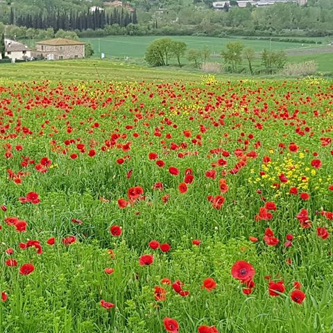 #tuscany #italy #italy🇮🇹 #nature #naturephotography #feelingood #instagood #flowers #flowerstagram ##tuscan #beautiful