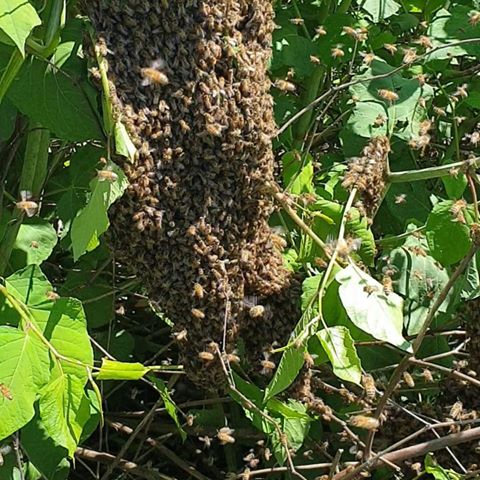 #beekeeper #beekeeping #bee #bees #bees🐝 #beekeepersofinstagram #beekeeperslife #beekeepers #apicoltura #apicolturaitaliana #italiangirl #italy #work #mybeautifulwork #beautiful #happy #life #love #api #lovework #honey #honeybee #sciame #power #big #bigbee #hive #savethebees