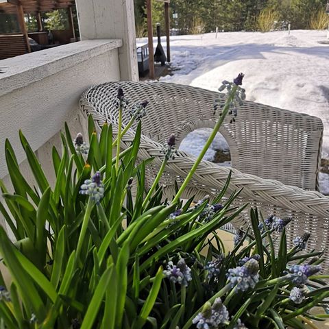 Tuohon terassille vanhaan vatiin on hyvä siirtää kaikki kukkaset sisältä, mitkä alkaa olleen aikansa eläneitä 🌿 Siinä ne saa vielä muutaman päivän lisäaikaa ilahduttaa. Kuten näkyy niin kukkapenkkeihin niitä ei voi istutella kun penkit on vielä lumen peitossa 🙄 Mukavaa viikonlopun alkua 🌿💚 #korpilinna #myhome #helmililja #muscariarmeniacum #muscari #yard #snow #flowerandgarden_siv #flowersoftheday #blueflowers #springflower #spring #oldhouse #oldhouselove #terrace