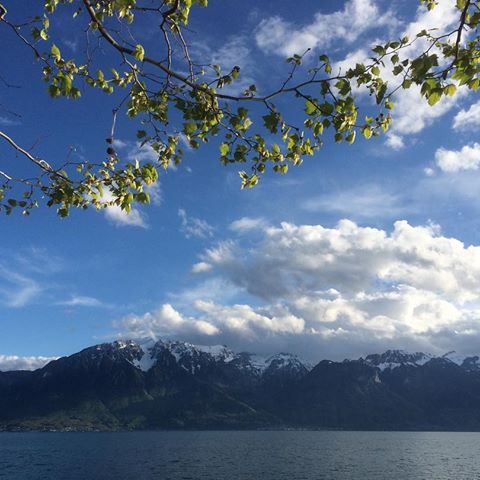 Vevey, 26.04.2019 #vevey #citywhereiwasborn #lacleman #lakeleman #grammont #montreuxriviera #lake #tree #aperotime #mountains #alpes #alps #alpessuisses #alpesfrancaises #swissalps #frenchalps #lebouveret #bouveret #saintgingolph #vaud #waadt #suisse #svizra #svizzera #schweiz #switzerland #france #nocar #carfree #savetheearth