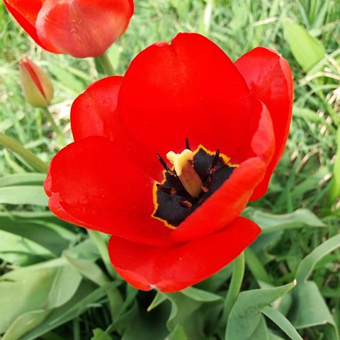 Доброе утро!
Как приятно прогуляться по саду и обнаружить, что зацвели тюльпаны!
.
Не могу не поделиться этой красотой!
.
.
#тюльпаны #хорошовдеревне #хозяйство #весна2019 #цветывсаду #природамать #садовод #деревенскаяжизнь #деревенскаяеда #село