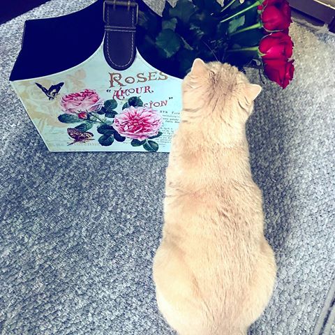 Мой толстый рыжий кот!!! 💐💐💐❤️❤️❤️ 🐱🐱🐱#кот #котики #дом #кухня #cat #cats #animals #sweet #home #розы #цветы #flowers #rose #персик #рыжик #вислоухий #krivoyrog #ukraine#instagood #instagram #likeforfollow #likeforlikes #insta #like4likes #liker#kitten #kittens #love #mycat