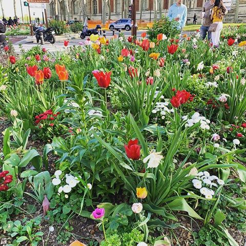 The #frenchtulips in Paris were absolutely divine! 🌷
:
:
#paris #palaceofversailles #colorful #fairytalefloral #grow #inspire #travel #hellogorgeous #nothingisordinary #cafe #cobblestone #denver #floraldesign