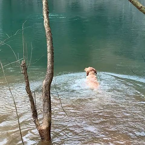 I LEARNED HOW TO SWIM LAST WEEKEND!!!
mommy was so proud of me
•
•
#goldenretriever #learnedtoswim #retrievergram #goldenretrieversofig #goldenretrieverpuppy #swimming #doggypaddle