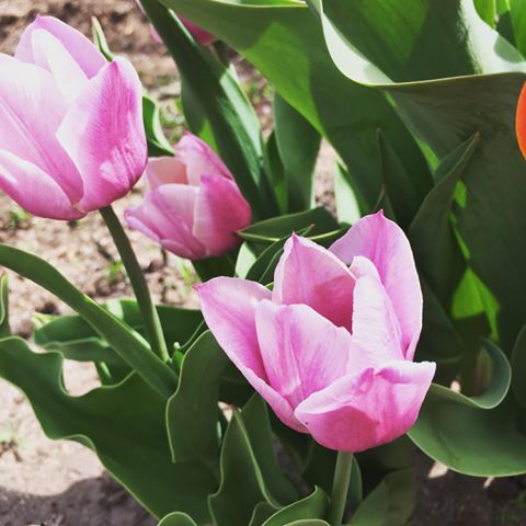 Красотка в каждом цветочке 😍 
Запах божественный😍
Жаль, что это не на долго😔
.
#положительныеэмоции #эмоции #цветы #тюльпаны #одуванчики #черемуха #серень #весна #май #тепло