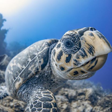 "One hundred feet beneath the surface, a curious Hawksbill Sea Turtle takes a break from foraging to check out his reflection on my camera’s underwater dome port." #MyCanonStory
Photo Credit: @caymanjason
Camera: #Canon EOS 5D Mark IV
Lens: EF 8-15mm f/4L Fisheye USM
Aperture: f/4
Shutter Speed: 1/100 sec