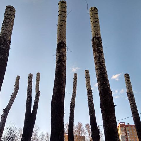 Озеленение по-томски. #томск #деревья #trees