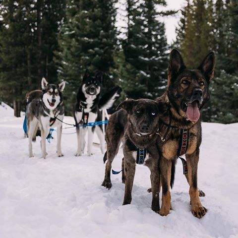 STORY TAKEOVER! “Living in beautiful Colorado has many perks, one of the big ones being lots of dogs are down for sledding in the mountains! We have a group of friends and their dogs that get together frequently to hook the dogs up to sleds. It’s fun to see what dogs work the best together and in what positions. They always have a blast and love to pull together!” Writes @thewanderlustdogs | Tap our Stories and check out these adventure dogs on a day out in the snow! #dogsofinstagram