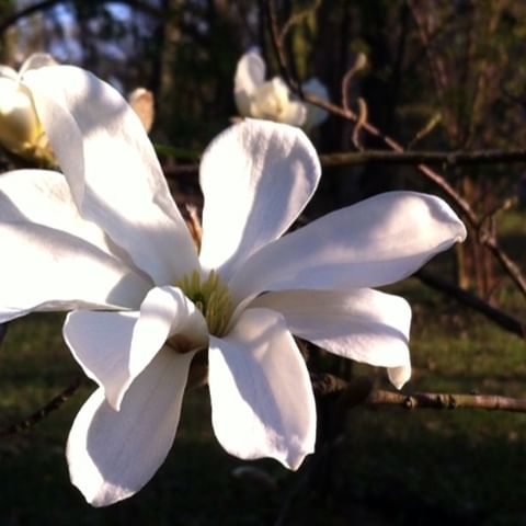 Весенние мгновения цветения🌸 
#магнолия#наверноэтомойрай#цветение#весна#веснавспб#созерцание#ботсадспб#ботаническийсадпетравеликого#spring#spb#botsad_spb#beautiful#petersburg#spb