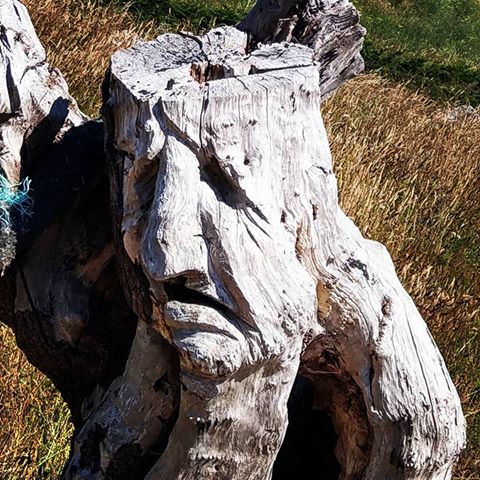 #face in #trunk near the #northernmost #point of #spain - #galicia #estacadebares #weirwood #tree #travelawesome #worldcaptures