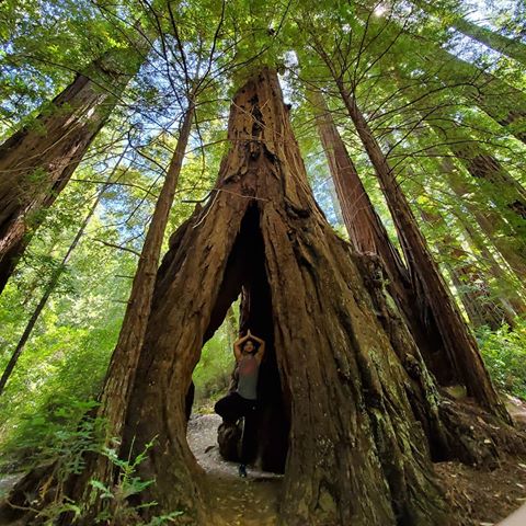 A tree pose in a tree...its a treeception 😁 #redwood #tree #treepose .
.
.
#california #redwoodforest #yoga #yogi #nature #naturephotography #natureyoga #socal #forest #instayoga #yogagram #fit #travel #hiking #hike #nationalpark #green #instanaturelover #naturelovers #bigbasinstatepark