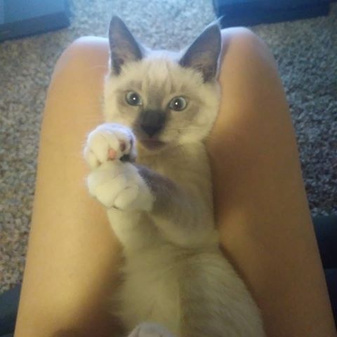 Him In My Lap
#kitten #blueeyed #cute #white #collar #blue #bellcollar #legs #tv #roku #smarttv #tcl #psr #playstation #xboxone #carpet