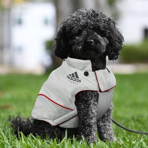 He’s a natural...
Lövik showing off the new @adidastennis doggy jackets 🐶🎾 #HereToCreate #tennis #adidastennis #createdwithadidas