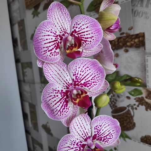 Лишь настоящий орхоман может меня понять и знает, что много этих красоток не бывает 🤣🤣🤣 Наверное срочно нужно лечиться от этой болезни 🤣🤣🤣
#орхидеи#цветы#цветочки#люблю💞